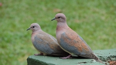 Streptopelia senegalensis