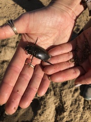 Hydrophilus insularis