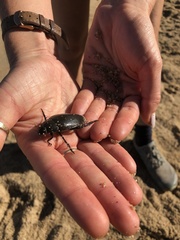 Hydrophilus insularis