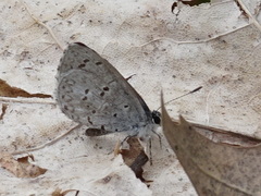 Celastrina ladon