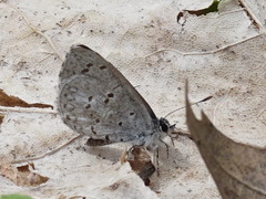 Celastrina ladon
