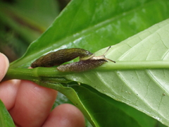 Nenia tridens