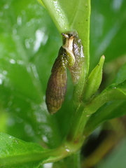 Nenia tridens