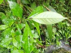 Nenia tridens