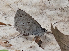 Celastrina ladon