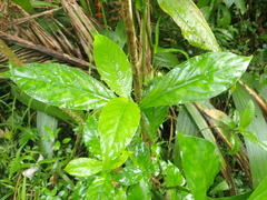 Nenia tridens