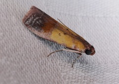 Piesmopoda semilutea
