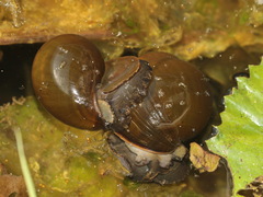 Pila virescens