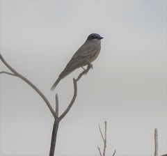 Tyrannus vociferans