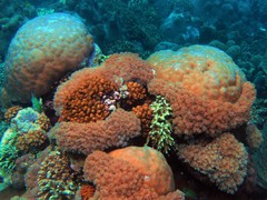 Conglomeratusclera coerulea
