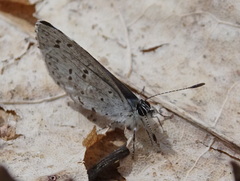 Celastrina ladon