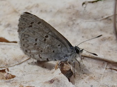 Celastrina ladon