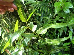 Meniscium reticulatum