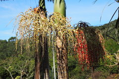 Archontophoenix alexandrae