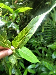 Meniscium reticulatum