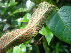 Meniscium reticulatum