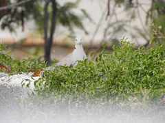Streptopelia decaocto