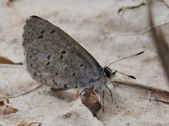 Celastrina ladon