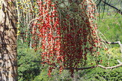 Archontophoenix alexandrae