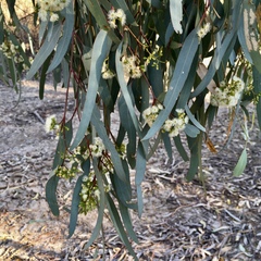Eucalyptus largiflorens