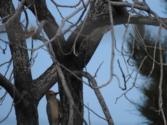 Melanerpes aurifrons