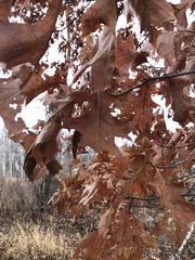Quercus rubra