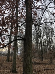 Quercus rubra