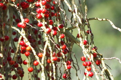 Archontophoenix alexandrae