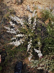 Leptospermum arachnoides