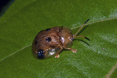 Basiprionota sexmaculata