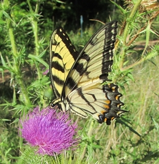 Papilio glaucus