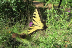 Papilio glaucus