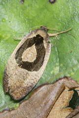 Ochetarcha miraculosa