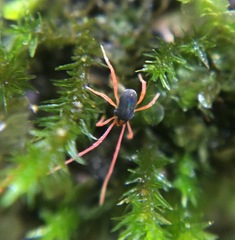 Eriorhynchus