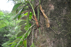 Anthurium cascajalense