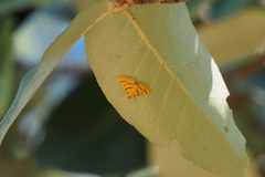 Dichocrocis
