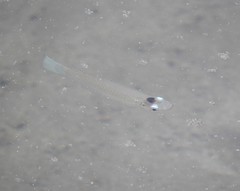 Oxyzygonectes dovii