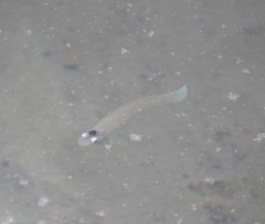 Oxyzygonectes dovii