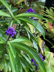 Dichorisandra thyrsiflora