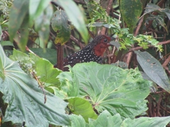 Acropternis orthonyx