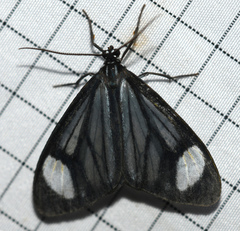 Monocreaga pheloides