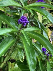 Dichorisandra thyrsiflora