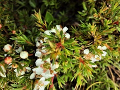 Leptospermum arachnoides
