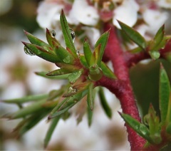 Leptospermum arachnoides