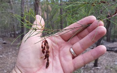 Acacia quadrilateralis