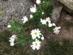 Ranunculus anemoneus