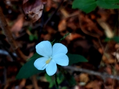 Hibiscus hirtus