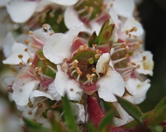 Leptospermum arachnoides