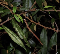 Candovia strumosa