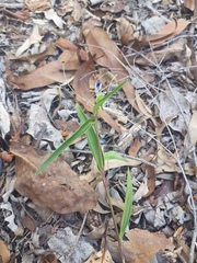 Commelina lanceolata